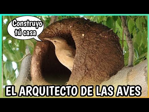 El Hornero | El PÁJARO ARQUITECTO ¡wow! Conoce su nido, curiosidades, documental